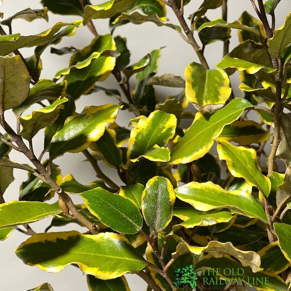 Elaeagnus X Submacrophylla 'Viveleg' Oleaster Plant 50cm Tall (IT) 4 Elaeagnus X Submacrophylla 'Viveleg' Oleaster Plant 50cm Tall (IT) - Image 2
