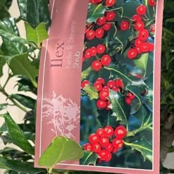 Ilex 'Nellie R.Stevens' Female Holly Bush 10Ltr Pot -PlantCraft Sales Shop 5021768084373 3