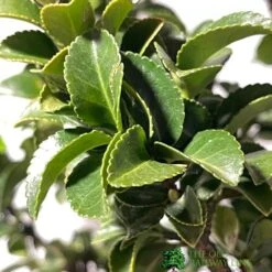 Euonymus Japonicus 'Benkomasaki' 40cm Tall (IT) -PlantCraft Sales Shop 5021768087787 3