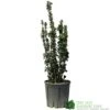 Euonymus Japonicus 'Benkomasaki' 40cm Tall (IT) -PlantCraft Sales Shop 5021768087787 6f18793a 5e1c 48d9 9380 1f6614cb3354