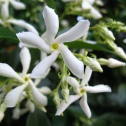Trachelospermum Jasminoides 'Star Jasmine' Tripod Climber 120cm Tall (IT) 7 Trachelospermum Jasminoides 'Star Jasmine' Tripod Climber 120cm Tall (IT) -PlantCraft Sales Shop 5021768087930 2 e192d392 7a65 4b82 b30c 4daa1dd0ffc3
