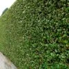 Ligustrum Ovalifolium Privet 80cm Tall (IT) -PlantCraft Sales Shop 5021768092262