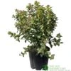 Viburnum Tinus 'Eve Price' Laurustinus Plant 60cm Tall (IT) -PlantCraft Sales Shop 5021768096277