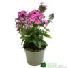 Phlox 'Sweet Summer Rose' 3Ltr Pot 1 Phlox 'Sweet Summer Rose' 3Ltr Pot -PlantCraft Sales Shop 5021768099681