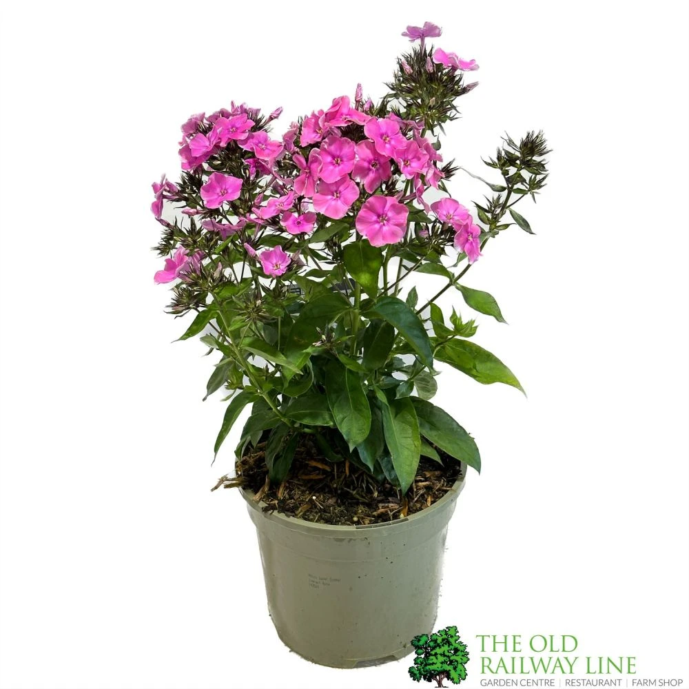 Phlox 'Sweet Summer Rose' 3Ltr Pot 3 Phlox 'Sweet Summer Rose' 3Ltr Pot