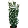 Jasminum Officinale 'Clotted Cream' Jasmine Climber On Trellis 20 Ltr Pot 1 Jasminum Officinale 'Clotted Cream' Jasmine Climber On Trellis 20 Ltr Pot -PlantCraft Sales Shop 5021768099698 b819f48d 901c 45ea b5cc 9495cba2dfed