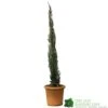 Cupressus Sempervirens 'Totem' Conifer 80cm Tall (IT) -PlantCraft Sales Shop 5021768116425 efad9836 0403 4193 922a 86d516d18e3a