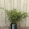 Fargesia Robusta 'Pingwu' Bamboo Plant 9 Ltr -PlantCraft Sales Shop 5021768116609 5e54cbec c42e 4503 a6c5 676294f59d3c