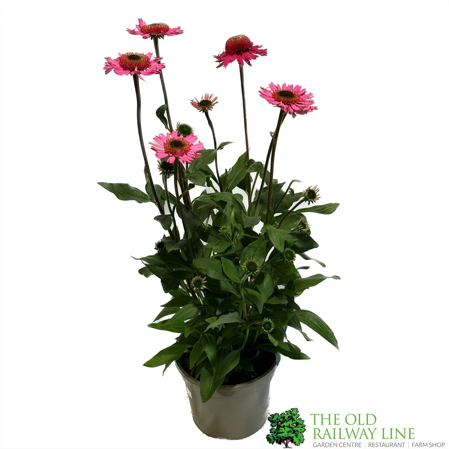 Echinacea 'Delicious Candy' 3Ltr Pot 3 Echinacea 'Delicious Candy' 3Ltr Pot