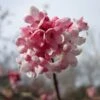 Viburnum Bodnantense 'Dawn' Plant 10Ltr 1 Viburnum Bodnantense 'Dawn' Plant 10Ltr -PlantCraft Sales Shop 5021768120446