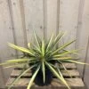 Yucca Filamentosa 'Colour Guard' Plant 3Ltr Pot -PlantCraft Sales Shop 5021768122853 5cec7533 d6ba 4957 8be1 0be63cec591f