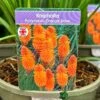 Kniphofia 'Pyromania Orange Blaze' 3Ltr Pot 2 Kniphofia 'Pyromania Orange Blaze' 3Ltr Pot -PlantCraft Sales Shop 5021768133330