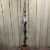 Trachelospermum Asiaticum 'Pink Showers' Climber 1.5m Tall (IT) -PlantCraft Sales Shop 5021768134351 c5d54f41 6ac9 4306 b457 d8b8ac16c480