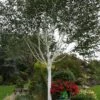 Betula 'Jacquemontii' White Birch Multistem 1.5m Tall (IT) -PlantCraft Sales Shop 5021768138939