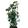 Parthenocissus Quinquefolia Virginia Creeper Climber 20 Ltr Pot -PlantCraft Sales Shop 5021768147269 16b9ba73 7f45 45ed 8b5b be8ee02b632c