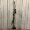 Trachelospermum Asiaticum 'Pink Showers' Climber 1m Tall (IT) 1 Trachelospermum Asiaticum 'Pink Showers' Climber 1m Tall (IT) -PlantCraft Sales Shop 5021768148280 6df0581f e8cb 43c2 bb59 191ddfd9f110