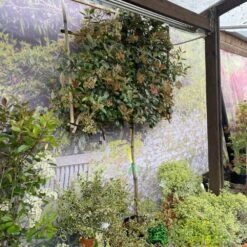 Photinia X Fraseri 'Red Robin' Pleached Form 2m Tall -PlantCraft Sales Shop 5021768148341 3