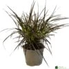 Pennisetum 'Chelsea' 2Ltr Pot 2 Pennisetum 'Chelsea' 2Ltr Pot -PlantCraft Sales Shop 5021768150221