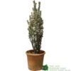 Euonymus Japonicus 'White Spire' Plant 40cm Tall (IT) -PlantCraft Sales Shop 5021768150252 7a90bfca c7eb 49df b0b4 e4230352698d