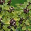Pittosporum 'Tenuifolium' 3Ltr Pot -PlantCraft Sales Shop 5021768155035