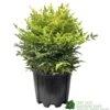 Nandina Domestica 'Magical Lemon & Lime' Heavenly Bamboo 30cm Tall (IT)