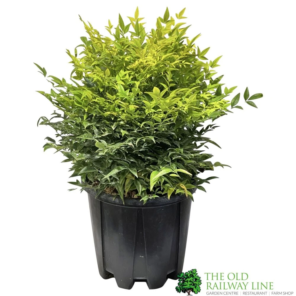 Nandina Domestica 'Magical Lemon & Lime' Heavenly Bamboo 30cm Tall (IT) 3 Nandina Domestica 'Magical Lemon & Lime' Heavenly Bamboo 30cm Tall (IT)