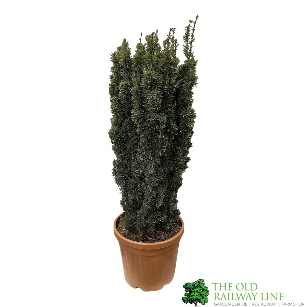 Taxus Baccata 'David' Yew Tree 1m Tall (IT) 3 Taxus Baccata 'David' Yew Tree 1m Tall (IT)