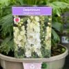 Delphinium 'Delgenius Neva' 3Ltr Pot -PlantCraft Sales Shop 5021768164310