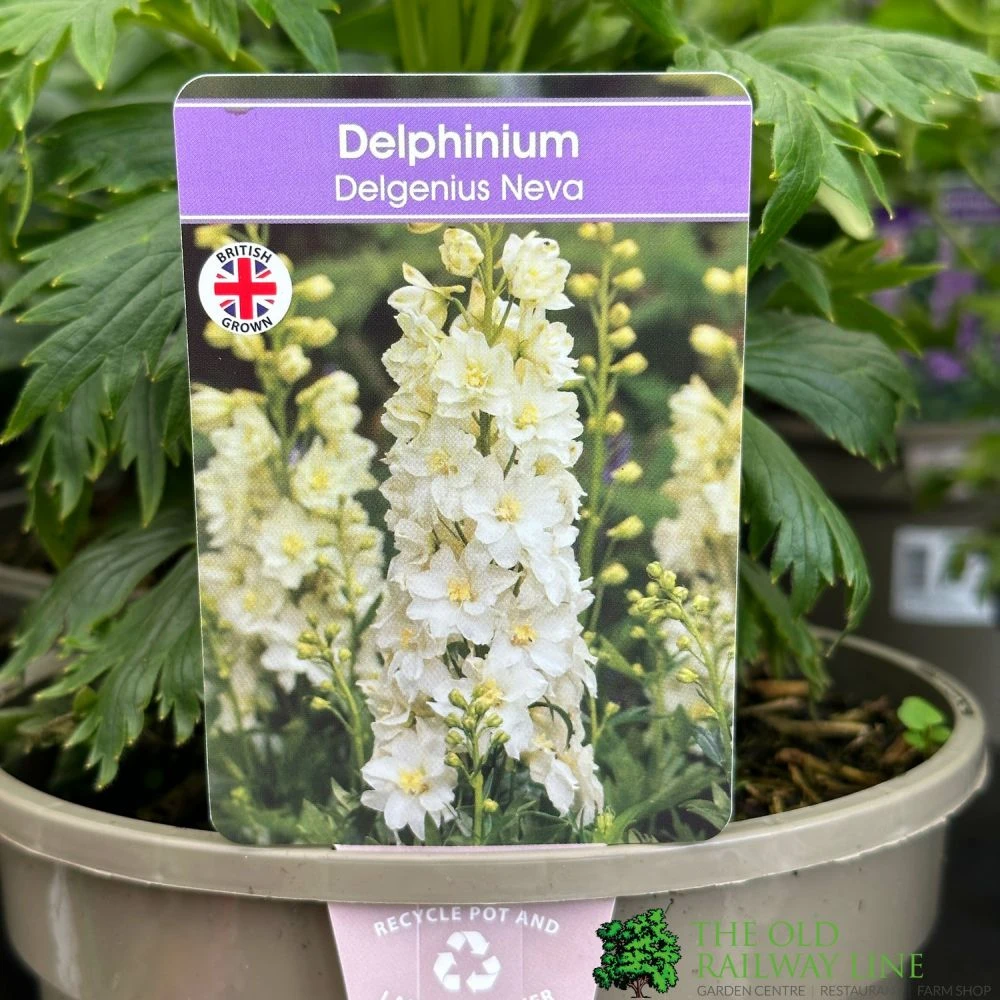 Delphinium 'Delgenius Neva' 3Ltr Pot 3 Delphinium 'Delgenius Neva' 3Ltr Pot
