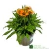 Echinacea 'Prima Saffron' 3Ltr Pot -PlantCraft Sales Shop 5021768165874