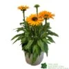Echinacea 'Sunseekers Mineola' 3Ltr Pot -PlantCraft Sales Shop 5021768177716