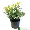 Pieris 'Flaming Silver' 2Ltr Pot (NL) -PlantCraft Sales Shop 5023242090252