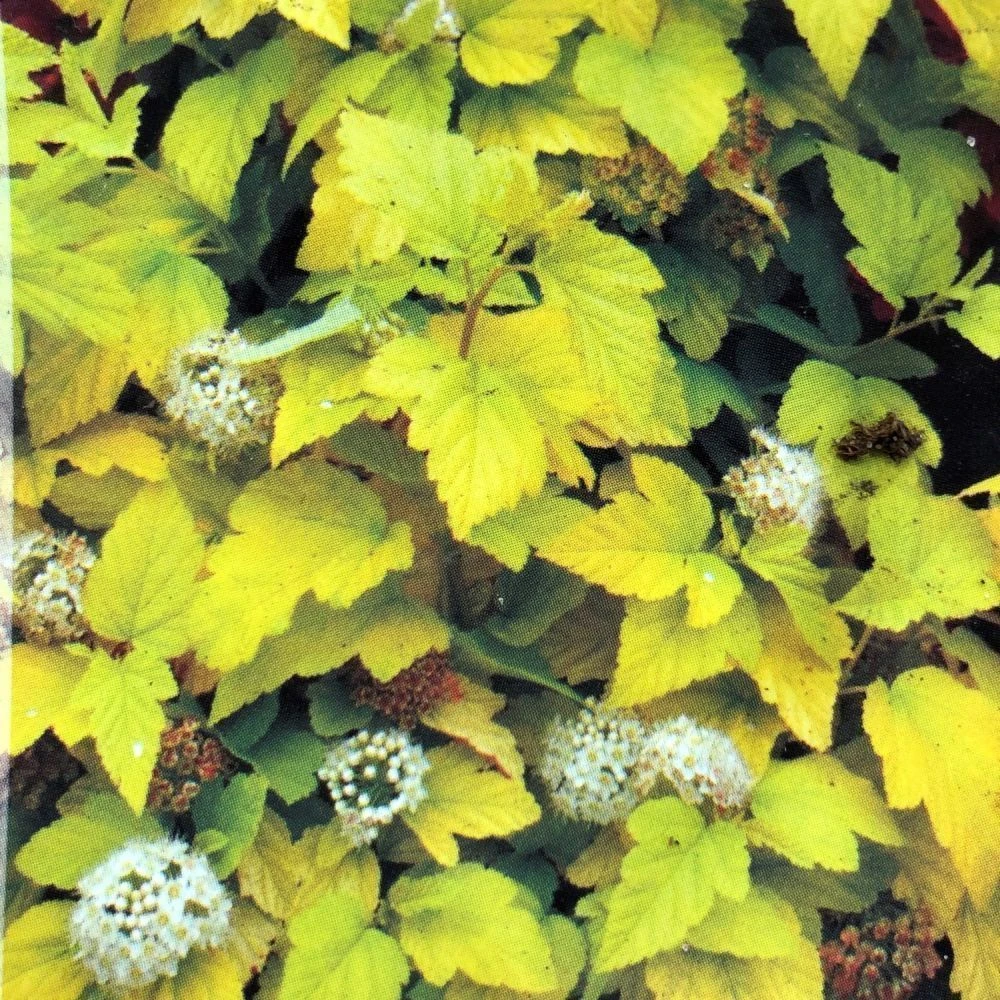 Physocarpus Opulifolius 'Angel Gold' Ninebark Plant 3Ltr Pot 3 Physocarpus Opulifolius 'Angel Gold' Ninebark Plant 3Ltr Pot