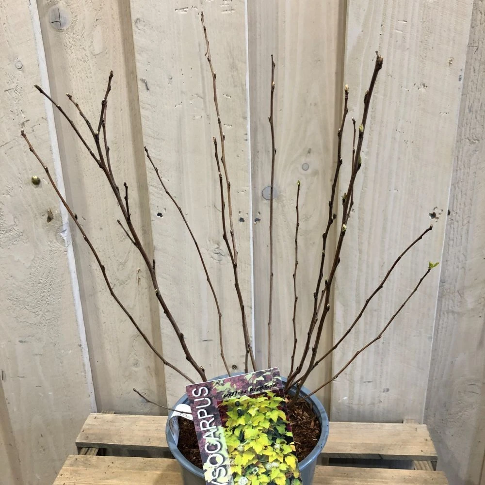 Physocarpus Opulifolius 'Angel Gold' Ninebark Plant 3Ltr Pot 4 Physocarpus Opulifolius 'Angel Gold' Ninebark Plant 3Ltr Pot - Image 2