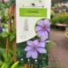 Clematis 'Bernadine' Climber 3Ltr Pot -PlantCraft Sales Shop 5025338000046