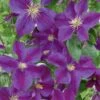 Clematis 'Star Of India' Climber 3 Ltr Pot 2 Clematis 'Star Of India' Climber 3 Ltr Pot -PlantCraft Sales Shop 5025338001418