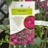 Clematis Viticella 'Royal Velours' Climber 3Ltr Pot -PlantCraft Sales Shop 5025338001623