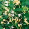 Lonicera Japonica 'Halliana' Honeysuckle Climbing Plant 3Ltr Pot -PlantCraft Sales Shop 5025338002194