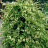 Honeysuckle 'Halls Prolific' Lonicera Japonica Climber 3Ltr Pot -PlantCraft Sales Shop 5025338002200