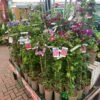Clematis 'Summer Hybrids' Mixed Variety 2Ltr Pot 2 Clematis 'Summer Hybrids' Mixed Variety 2Ltr Pot -PlantCraft Sales Shop 5025338003023