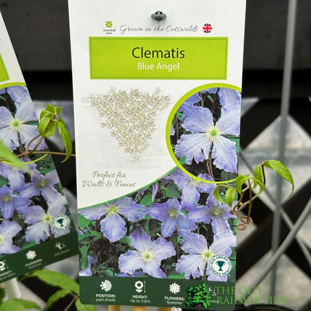 Clematis 'Blue Angel' Climbing Plant 2Ltr Pot 3 Clematis 'Blue Angel' Climbing Plant 2Ltr Pot