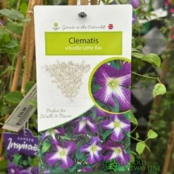 Clematis 'Little Bas' Climber 3Ltr Pot