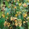 Lonicera Japonica 'Copper Beauty' 3Ltr Pot 2 Lonicera Japonica 'Copper Beauty' 3Ltr Pot -PlantCraft Sales Shop 5025338005850