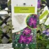 Clematis 'Night Veil' Climber 3Ltr Pot -PlantCraft Sales Shop 5025338009056