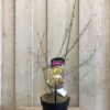 Chimonanthus Praecox 'Wintersweet' Plant 3Ltr Pot (NL) 1 Chimonanthus Praecox 'Wintersweet' Plant 3Ltr Pot (NL) -PlantCraft Sales Shop 5026429421832
