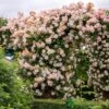 David Austin 'Phyllis Bide'Apricot Pink Rambling Rose 6Ltr Pot -PlantCraft Sales Shop 5031825004060