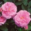David Austin 'The Mayflower' Pink English Rose 6Ltr Pot 1 David Austin 'The Mayflower' Pink English Rose 6Ltr Pot -PlantCraft Sales Shop 5031825012904