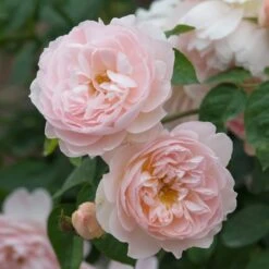 David Austin 'Gentle Hermione' Pink English Rose 6Ltr Pot -PlantCraft Sales Shop 5031825016971 3
