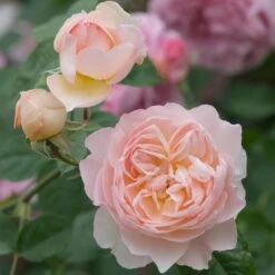 David Austin 'Gentle Hermione' Pink English Rose 6Ltr Pot -PlantCraft Sales Shop 5031825016971 4