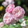 David Austin 'Gentle Hermione' Pink English Rose 6Ltr Pot -PlantCraft Sales Shop 5031825016971 70f7597d 3b22 4ad1 86f0 fafd32a8e6d9